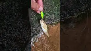 #hobimancing