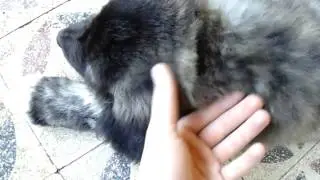 OROSZL&Aacute;NGYILKOS (8 hetes)