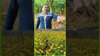 ஒருநாளைக்கு 2000 ரூபாய் வரை சம்பாதிச்சோம் | Devayani Garden | Flower Farming
