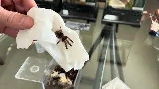 Fast Reflexes Required - Rehousing Bolty Panama Blond Tarantula