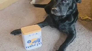 Native Pet Pumpkin for Dogs   Organic Powder Pumpkin Puree Dog Food Toppers Review