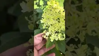 Гортензия малыш Бобо(Bobo)