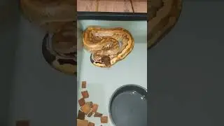 #3 Ular Dipong Brongersmai / Snake Blood Python #snake