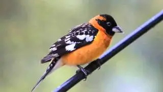 Picogrueso Pechicaf&eacute; Cantando Sonido para Llamar El Mejor