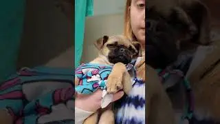 Dressing up my dog | Pugs #shorts