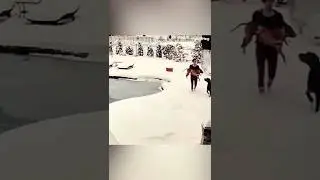 Собака на волоске от смерти #dogs