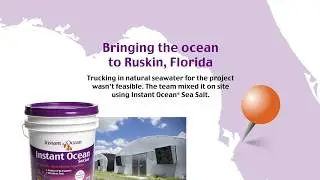Instant Ocean&reg;  Blue Tang U of FLA &ndash; Global 2017 Presentation