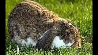 Selling Rabbit Urine to Make Money in Nigeria