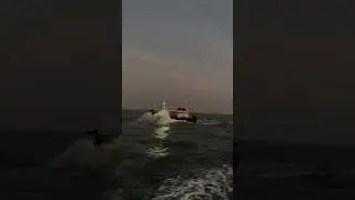 night 🌉 #fish #trending #fishinglife #viralvideo #fishinglife #sealife #sealing