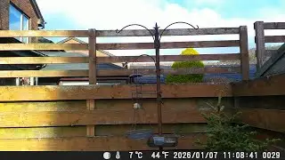 Garden Trail Camera 7th January 2026