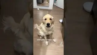 Top 5 Dogs of the Week