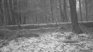 Trail Camera 2025 Collection #46 - Red Squirrel #wildlife #outdoors #trailcam #nature #viral