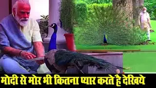 मोदी से मोर भी कितना प्यार करते है देखिये | PM Modi feeds peacocks at residence