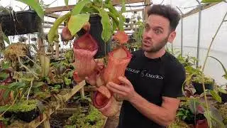 Nepenthes ‘Plumpkin’