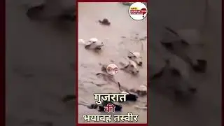 Cow flow in heavy rain Valsad | Gujarat heavy rainfall Valsad | Gujarat heavy rain fall live| Valsad