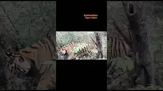 Tiger  Kill Stray Dog In #Ranthambhore Park🐾 👉Book Your #Safari ranthambhoretigerssafari.com #tiger