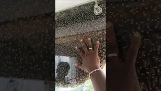 biggest honey 🍯🍯 in building #song #love #tamilsong #trending #viralvideo #shorts #periyeri