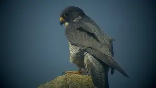 Male & Female Peregrines @ Kettering - 2019-03
