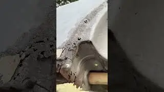 Clementine 1964 Botanical Beetle - Post Blast Walkaround