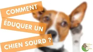 Chien sourd : comment l'éduquer ?