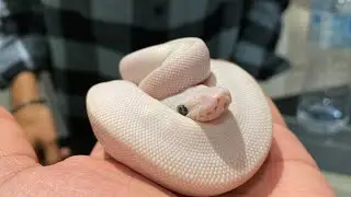 Isn&rsquo;t this the best pet?? |Reptile pet shop in Malaysia| Choose something different|