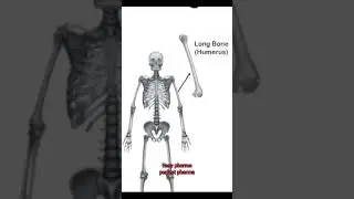 Skeletal system#3danimation #biology#hap#types of bones #bones #viralshort#neet #ytshortsvideo#short