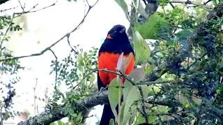 Scarlet-bellied Mountain-Tanager Anisognathus igniventris