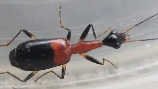 Long-Necked ground beetle | Predator beetle (Ophionea sp.)