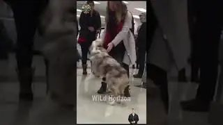 Dog vs Human #dog #dogvshuman
