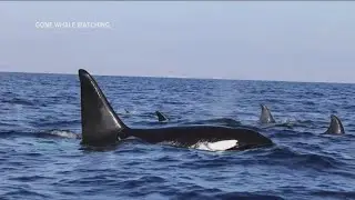 Large pod of orcas spotted off San Diego Coast