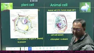 Differences Between Plant Cell and Animal Cell