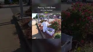 Raising 10000 bees (in my home) Credits: Dr Plants #shorts