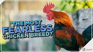 Old English Game Chicken: The Fearless Warrior of the Poultry World! 🏆🐔