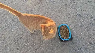 Homeless cat in Ras Al Khaimah, UAE: ED SHEERAN #cat #cats #EdSheeran #emirates #pet #ae #UAE #pets