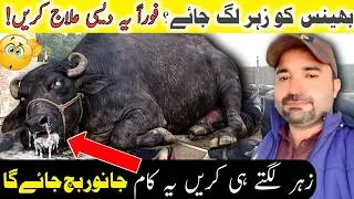 جانور کو زہر سے کیسے بچائیں؟ 😱 Effective Treatment for Animal Poisoning Home Remedies