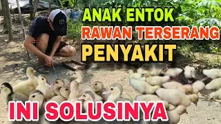 Cara Mengobati Anak Entok Sakit
