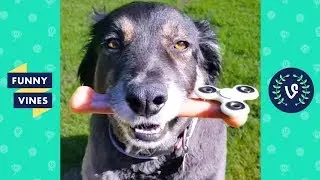 TRY NOT TO LAUGH or GRIN - Funny Animals Vines Compilation 2017 | Funny Vines Videos