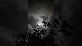 spb tamil song #tamiloldmelody #nature #spbalasubrahmanyam #lifeisbutadream #lovesong #love