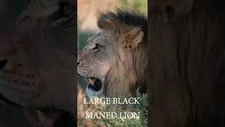 LARGE BLACK MALE LION_YouTube #wildlife #africannationalpark #africawildanimals