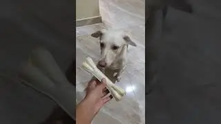 Big Calcium Bone #Dog #Short CandyzWorld