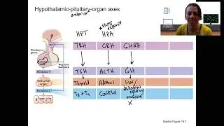 1.9 hypothalamic pit organ pathways