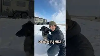 Зимний кемпинг с моей немецкой овчаркой 🐕 #шорты