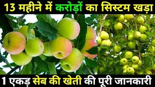 apple farming in india, सेब की खेती, hot climate apple farming, hrmn 99, Dorset golden, Anna