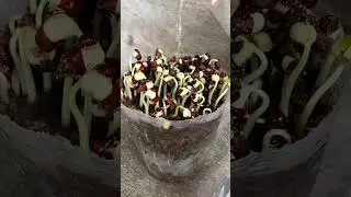 Growing red beans and great uses from red beans #shorts
