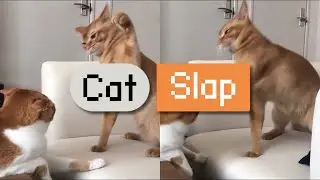 Cat Slap - мем монета в сети ETH. Заявка на мемкоин супер цикл?