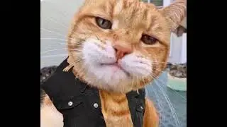 Jon Meowxly