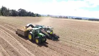 Onion Harvesting