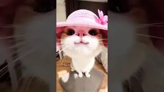 Follow for more! #cute #cats #catadventures #dailycamcat #cat #catcam #catpov #povcat #viral #cat