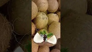 Fresh Matured Coconut 🥥 with no Husks