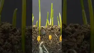 Time lapse of seed | seed growing | fast motion seed growing